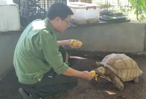 Một cá thể rùa đang được cán bộ chăm sóc. Ảnh: T.T